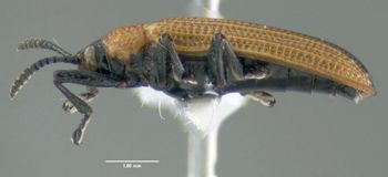 Media type: image;   Entomology 605060 Aspect: habitus lateral view